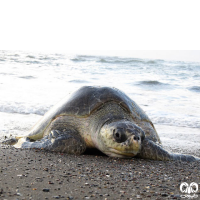 گونه لاکپشت زیتونی ریدلی Olive Ridley Turtle